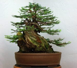 Sequoia Bonsai Tree Everything You Need To Know Organize With Sandy