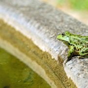 How to Get Rid of Frogs from Your Backyard: Easy Walkthrough 2020