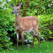 What to Feed Deer in your Backyard: Wildlife-Friendly Homes 2020