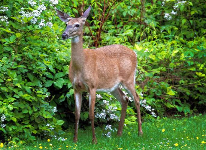 what-to-feed-deer-in-your-backyard-wildlife-friendly-homes-2021