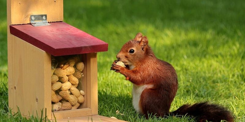 What to Feed Squirrels in Your Backyard to Make Them Go Nuts 2020