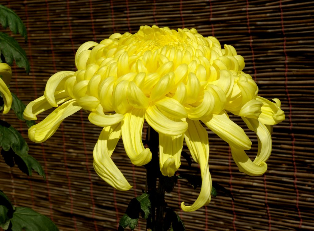 Chrysanthemum