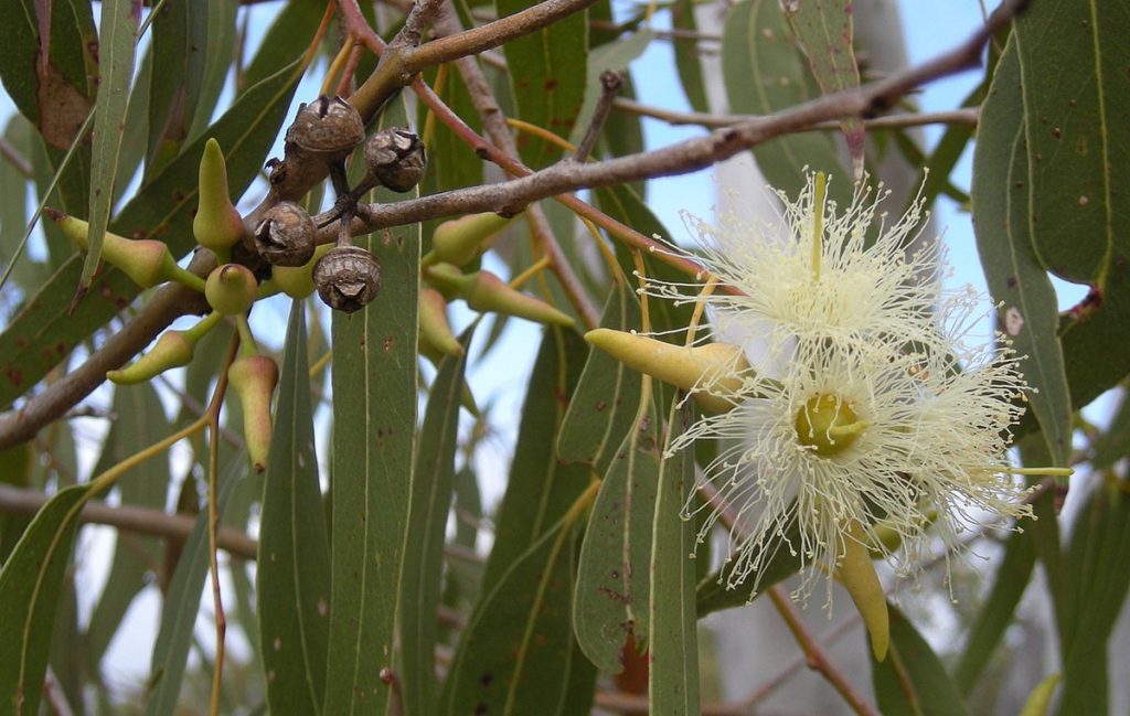 Eucalyptus