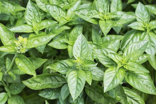 13 Plants That Repel Flies Bugs And Unwanted Insects Organize With Sandy