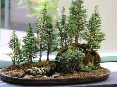 15 Beautiful and Smallest Bonsai Trees You Can Grow Indoors and Outdoors
