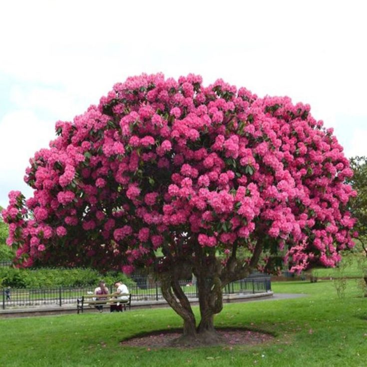 Spring Blooms