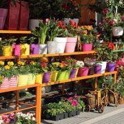20 Best Online Gardening Stores