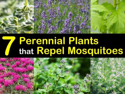 7 Perennial Plants That Repel Mosquitoes