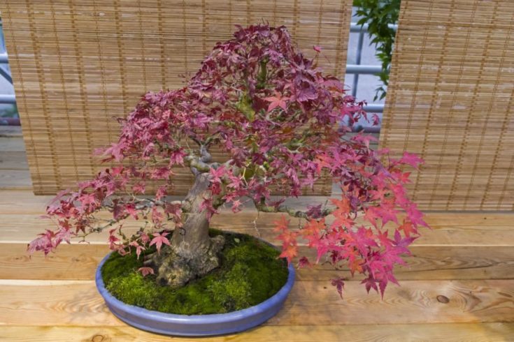 Japanese Maples 