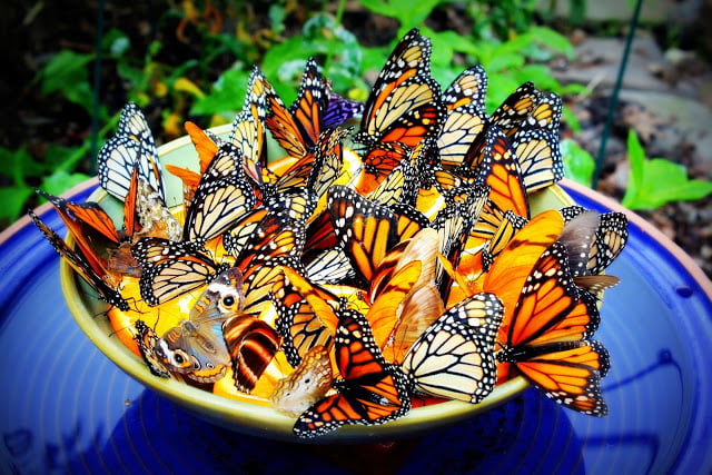 Attract Butterflies to Your Garden