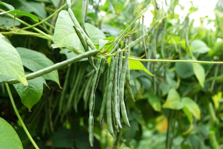 Bean Plants