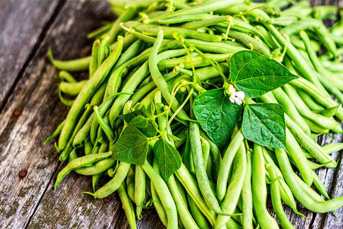 Green Bean Care And Growing Guide