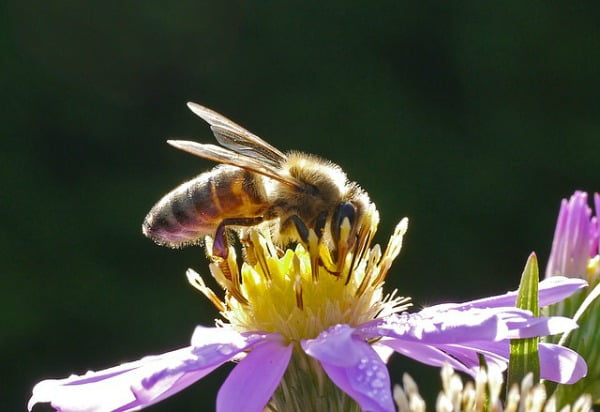 Bee on Flower