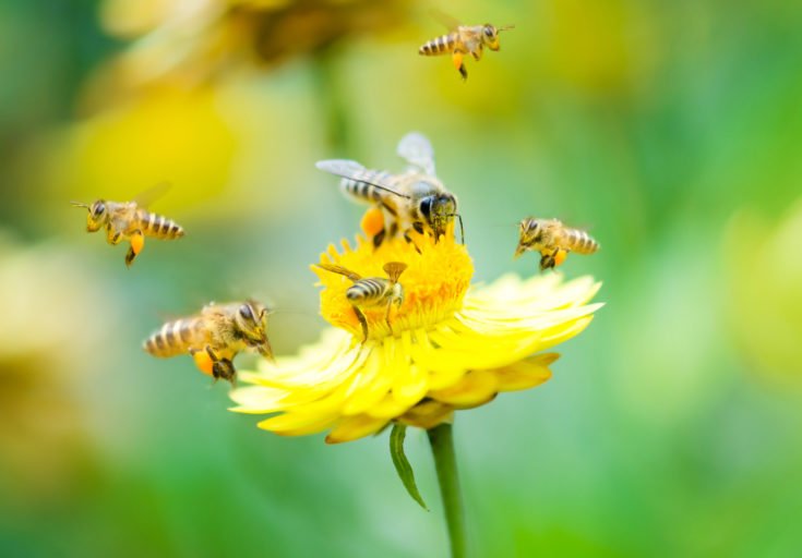 Bee on Yellow Flower