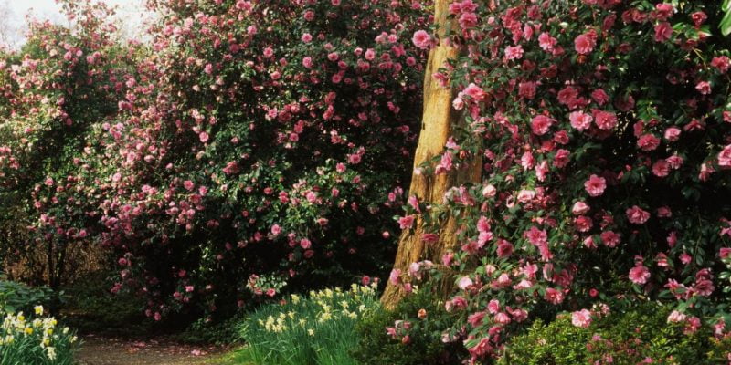 Camellia Sasanqua Trees: The Ultimate Backyard Gardener's Guide