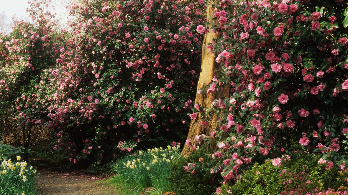 Camellia Sasanqua Trees: Best Backyard Gardener's Guide - Organize