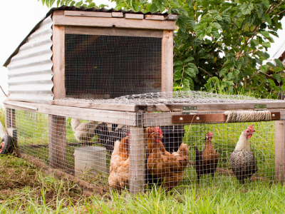 Chicken Tractor Vs. Chicken Coop: Which is Best for You?
