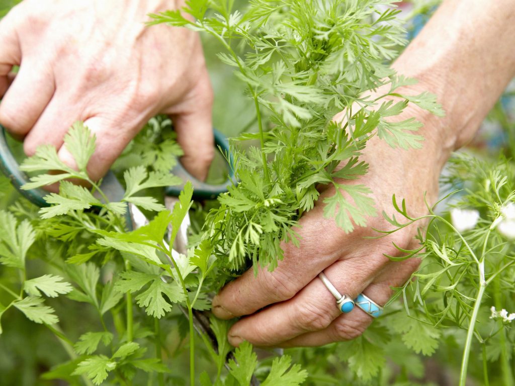 Cilantro Harvesting