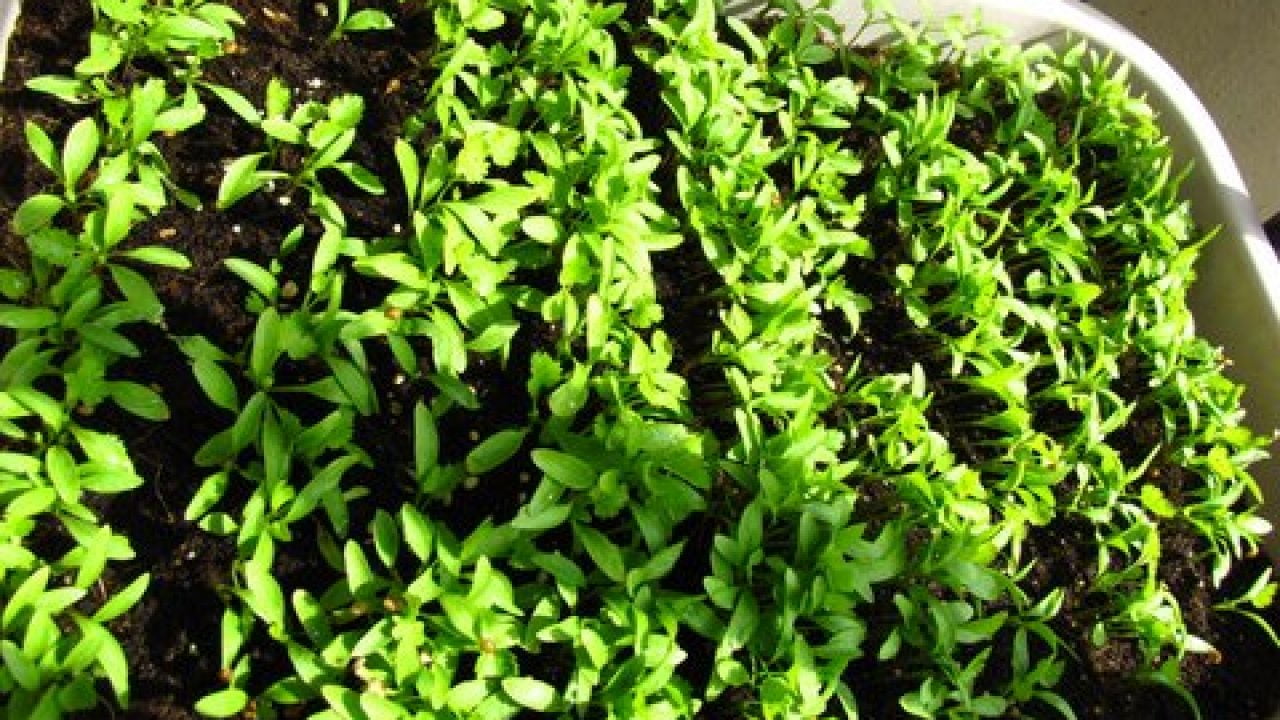 How to Grow Cilantro from Seeds [Propagating Cilantro]