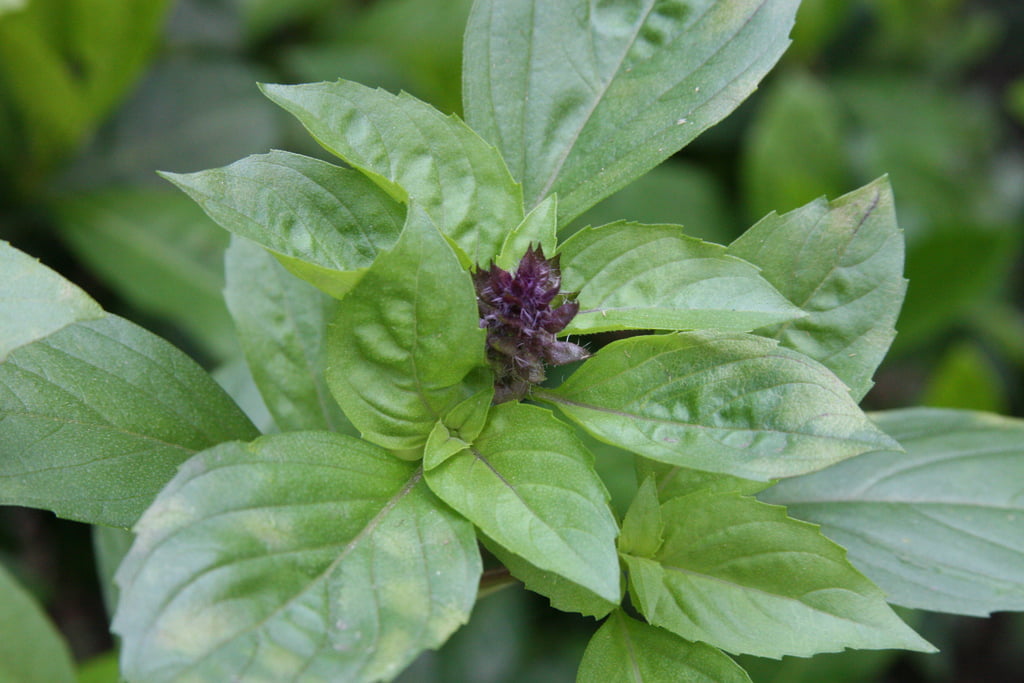 Cinnamon Basil