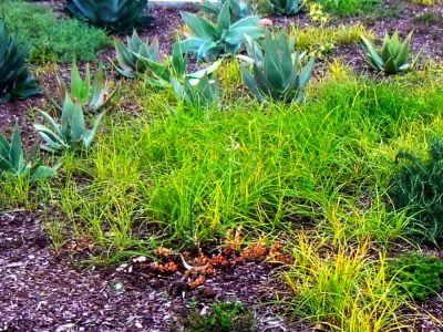 Does Vinegar Kill Weeds for Good and How Do I Properly Use It?