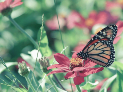 Everything You Need to Know About Indoor Butterfly Gardening