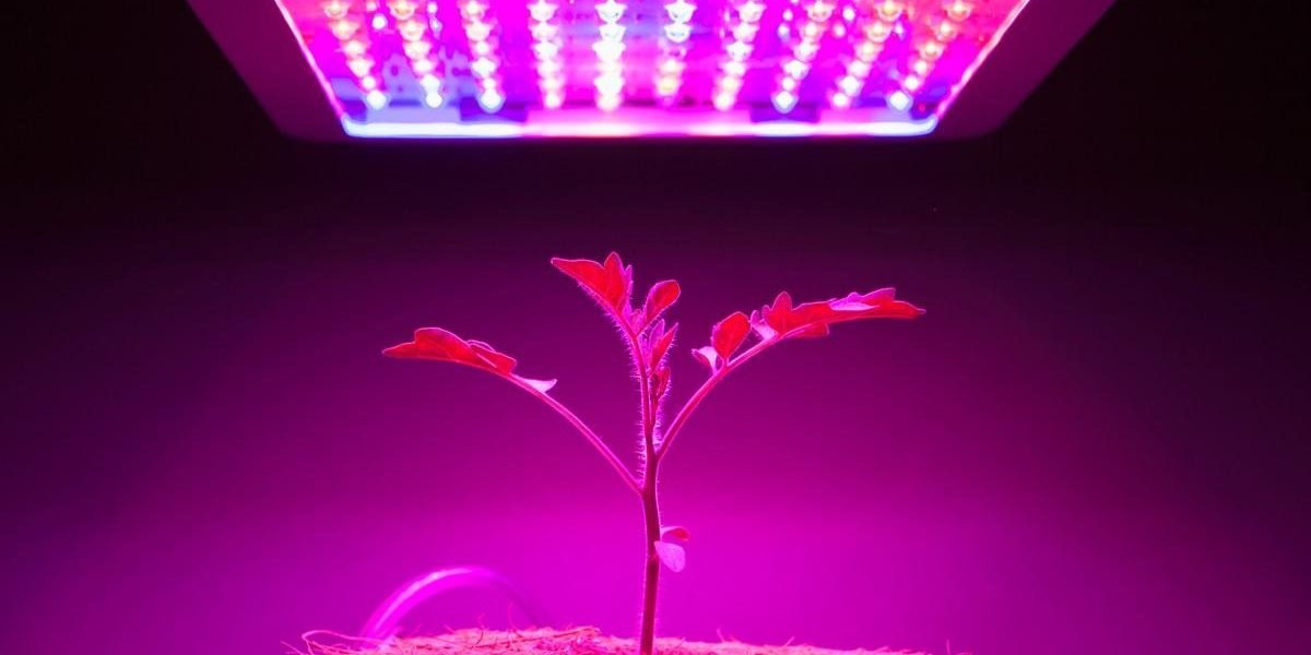 Grow Light Vs Sunlight