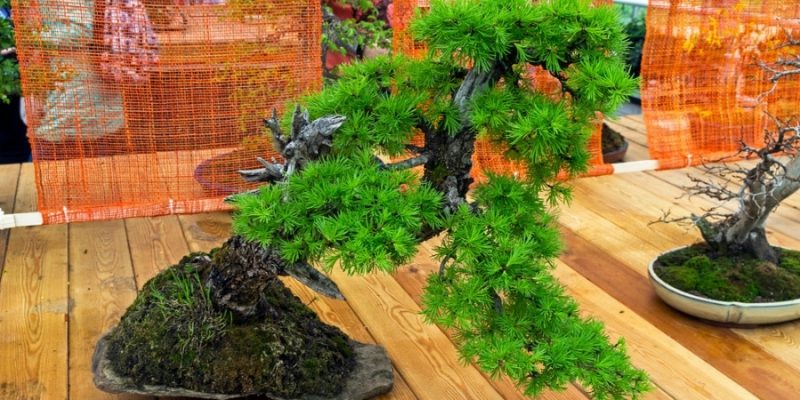 Guide for Growing and Caring Larch Bonsai