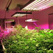 Guide to Growing Plants Indoors with Artificial Lights?