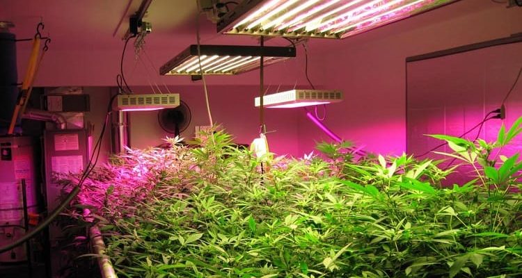 Guide to Growing Plants Indoors with Artificial Lights?