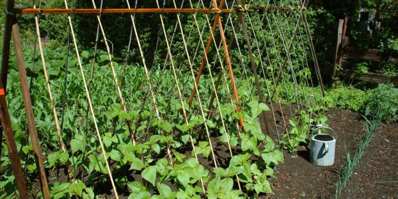 How Much Water Do Bean Plants Need to Grow? – A Beginners Guide to Growing Beans