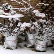 How To Protect Potted Plants from Freezing In Winter