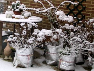 How To Protect Potted Plants from Freezing In Winter
