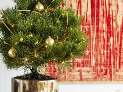 How to Take Care of a Live Christmas Tree?