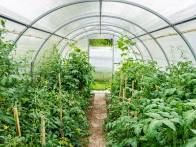 How to Use a Greenhouse for Beginners