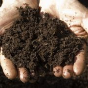 How to Use a Soil Test Kit: A Guide to Your Soil Health