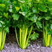 Learn How to Regrow Celery Naturally