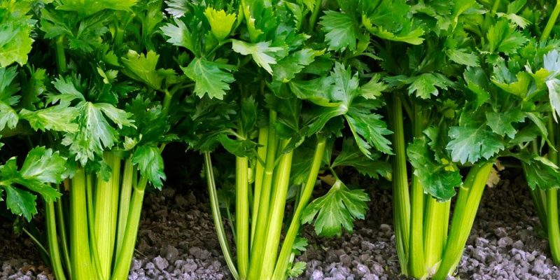 Learn How to Regrow Celery Naturally