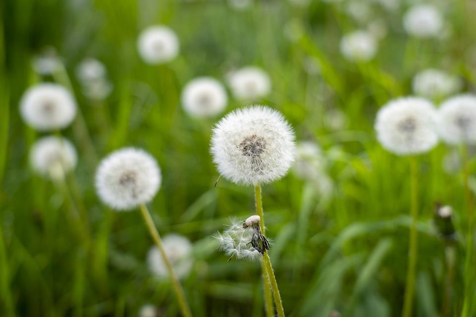 Dandelion