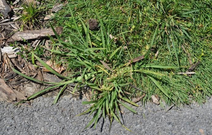 Crabgrass