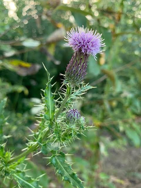 Canada Thistle