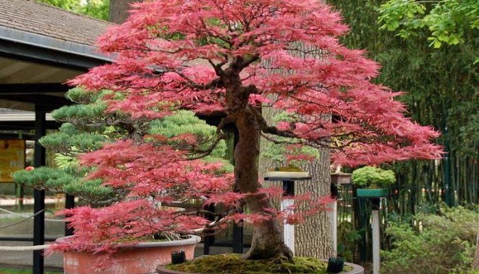 Pink Bonsai Trees