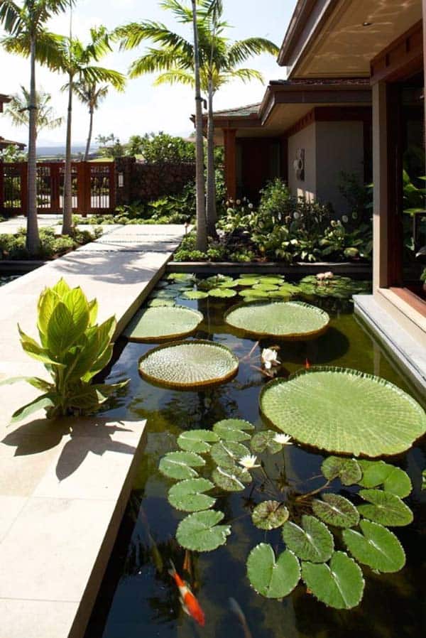 Pond with Water Plants