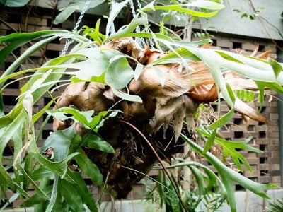 Staghorn Fern: How to Take Care and Mount Your Platy cerium 
