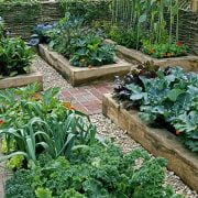 Vegetable Gardening for Beginners: Things to Keep in Mind