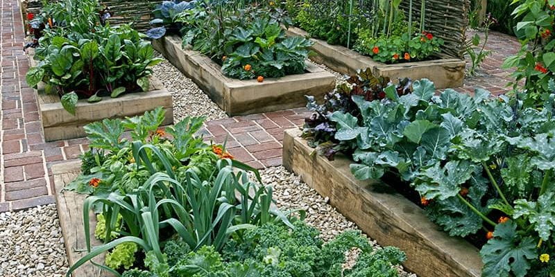 Vegetable Gardening for Beginners: Things to Keep in Mind