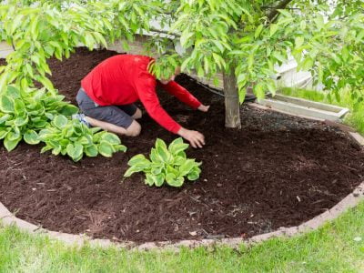 What is Mulch? - A Brief Discussion About Mulching