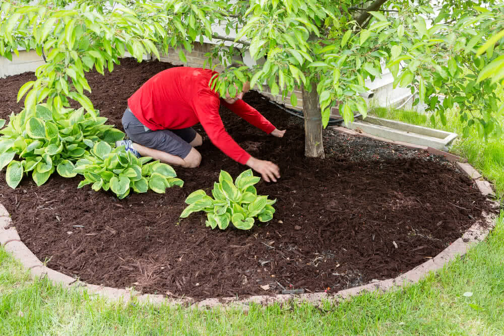 What is Mulch? - A Brief Discussion About Mulching