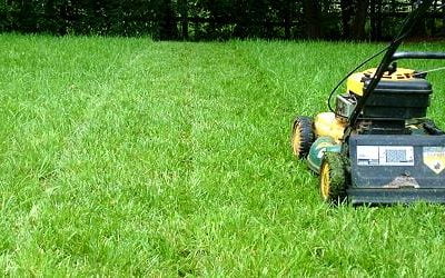 What is the Best Height to Cut Grass?