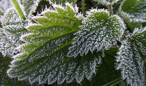 Why Does Frost Affect Plants